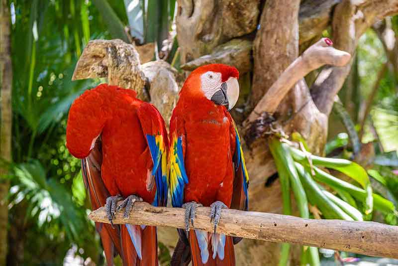 bacalar mexico red parrots