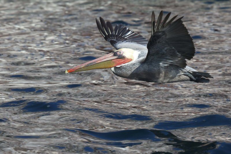 large bird flying over the ocean near baja California