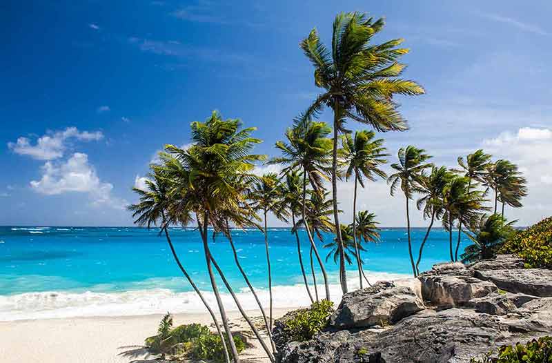 beaches holidays barbados palm trees, rocks and white sand
