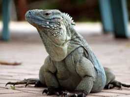 beaches in cayman islands side profile of a blue iguana