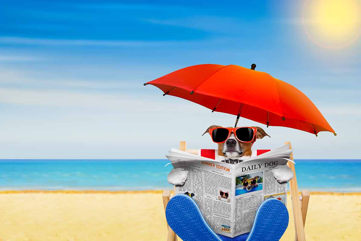 beaches in grenada Jack Russell dog reading a newspaper on a beach chair or hammock with sunglasses under umbrella, on summer vacation holidays