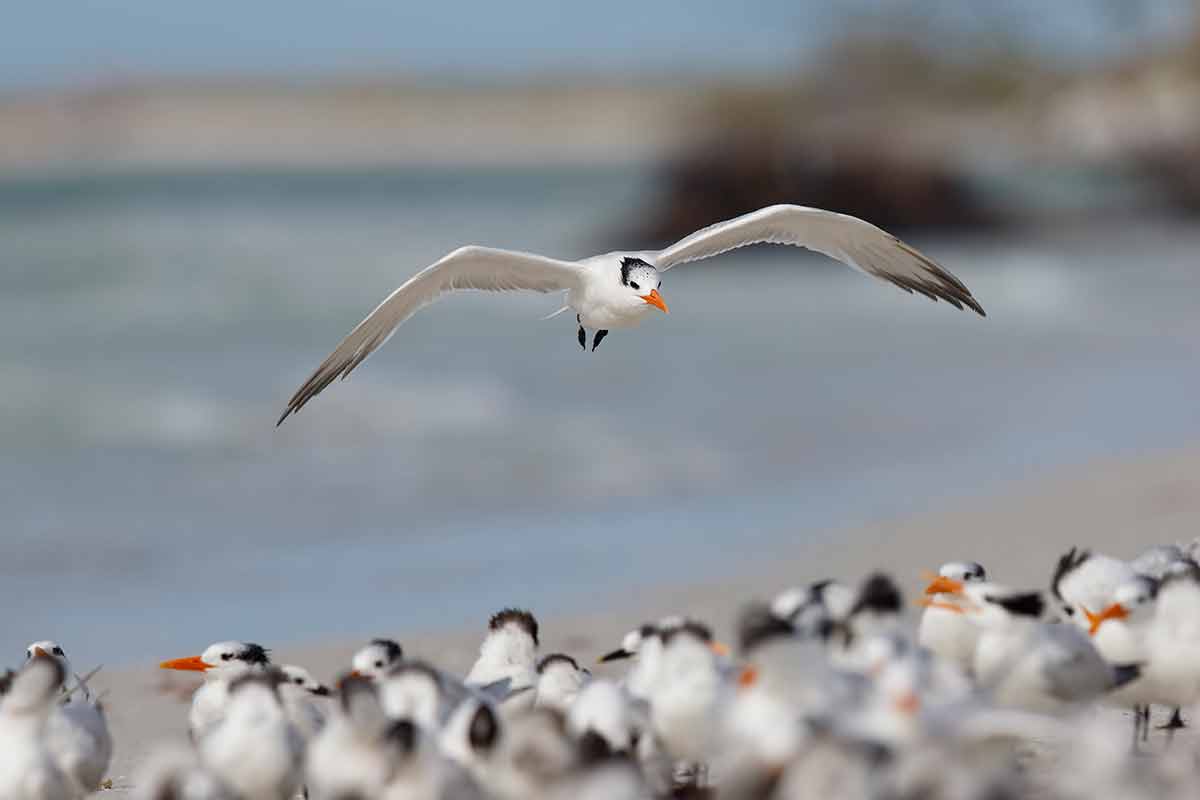 Royal Tern Landing In A Group Of Birds - Florida