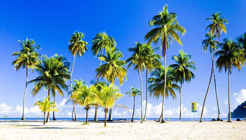 beaches in trinidad and tobago maracas bay trinidad palm trees on the beach