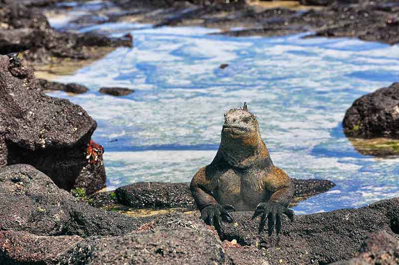 beaches of ecuador Galapagos Marine Iguana