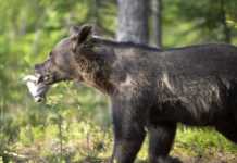 finland bear watching