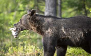finland bear watching