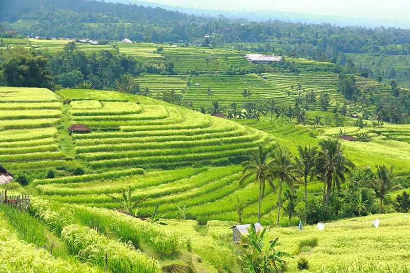 Rice terrace in Bali