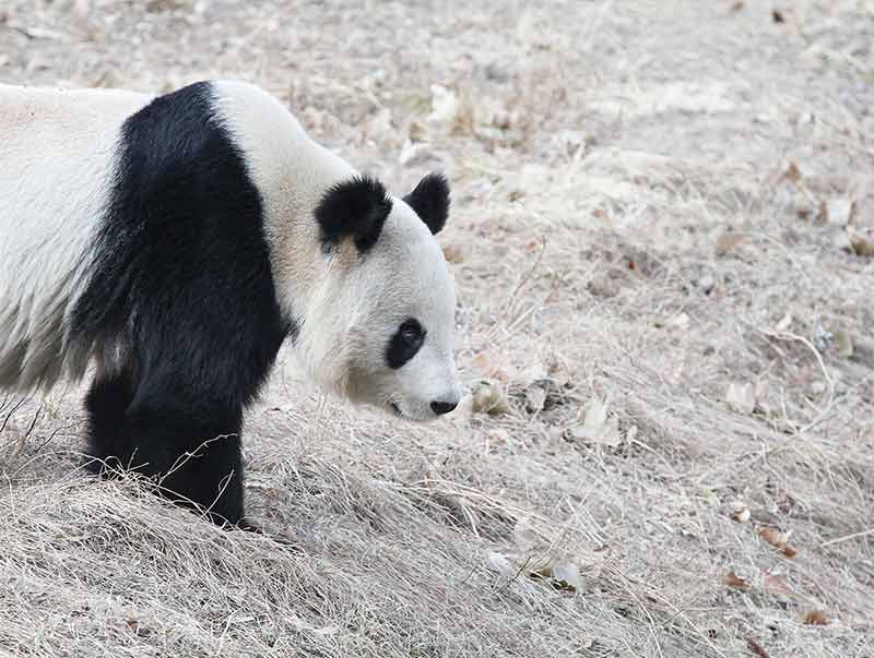 Giant Panda Seeking In Winter