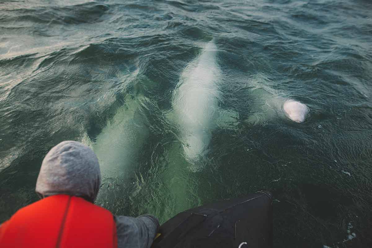 belugas in summer