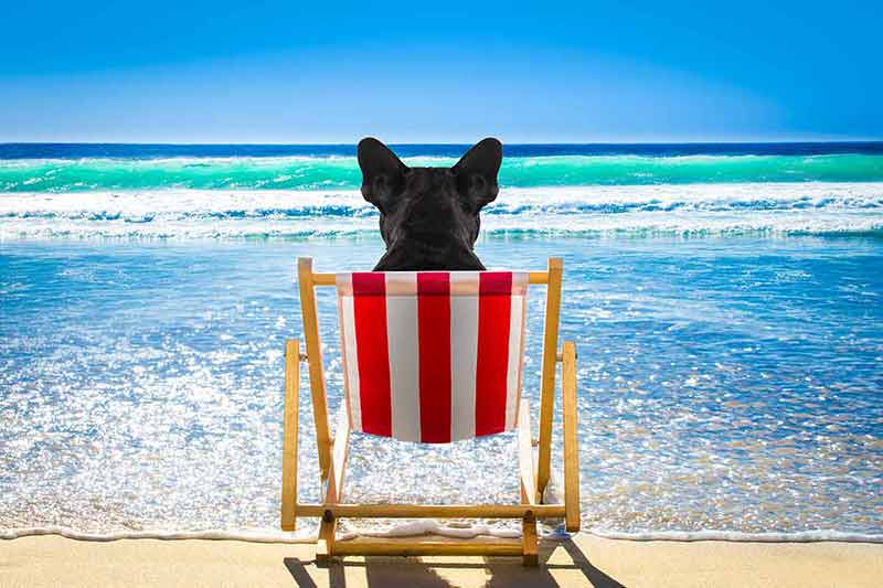 best beaches france French bulldog dog resting and relaxing on a hammock or beach chair at the beach ocean shore, on summer vacation holidays