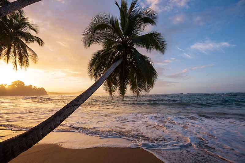 best beaches in costa rica palm tree and waves at sunset