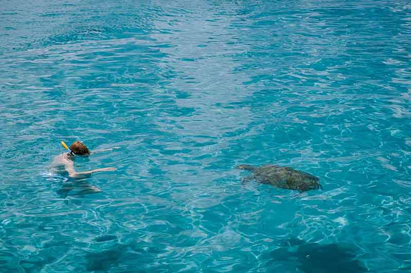 best beaches in curacao for snorkeling boy and turtles in the water