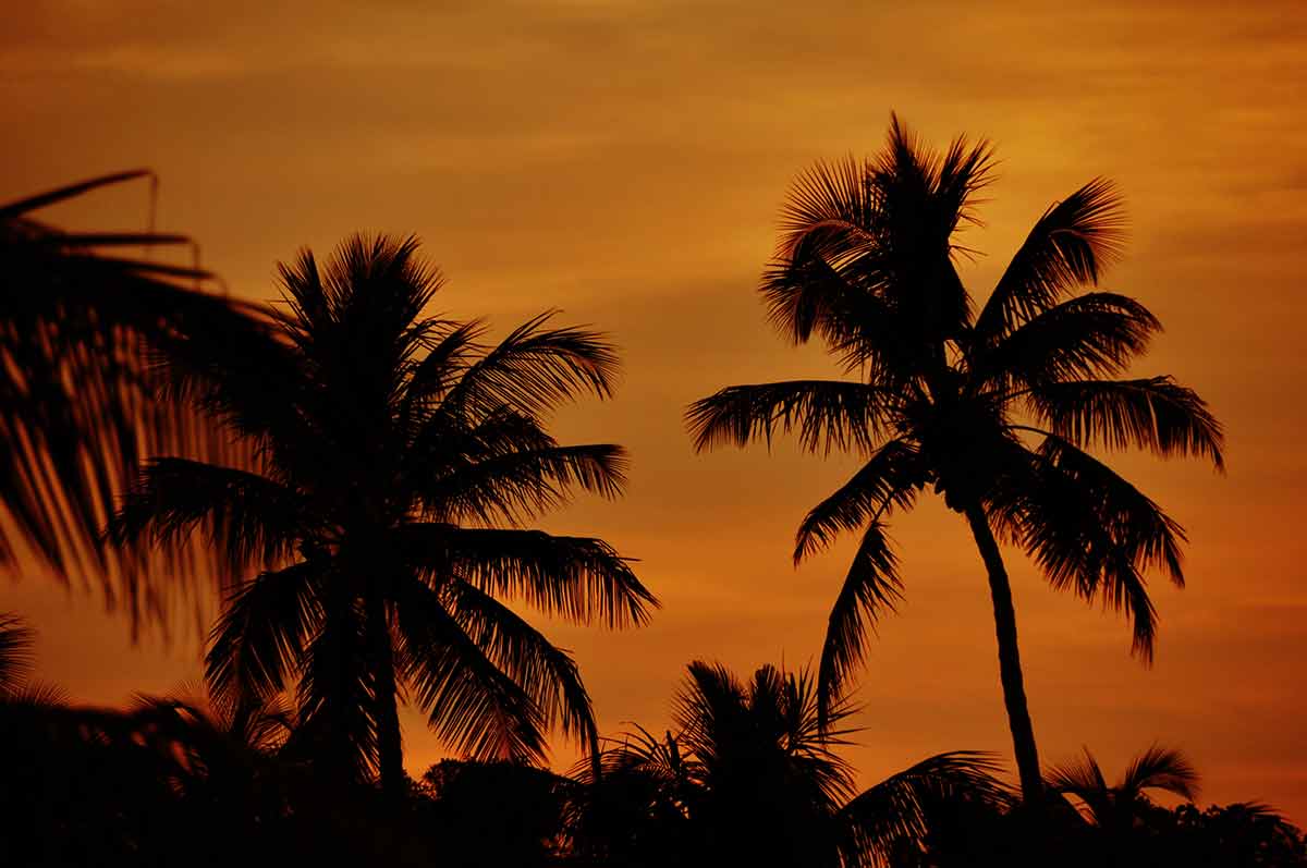 best beaches in florida keys for families silhouette of palm trees with orange sky