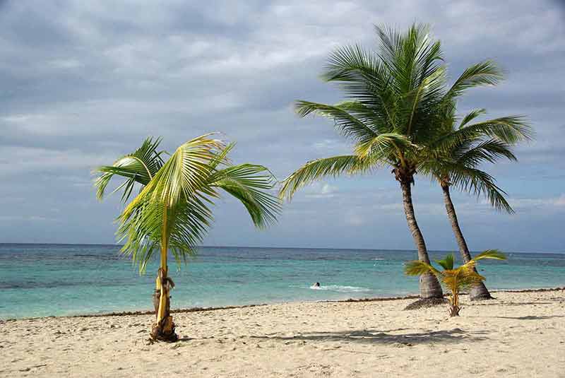 best beaches in honduras three windswept palm trees growing out of the sand
