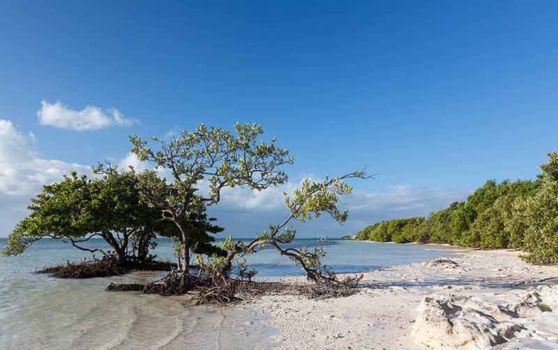 best beaches in the florida keys trees and sand at Anne's Beach