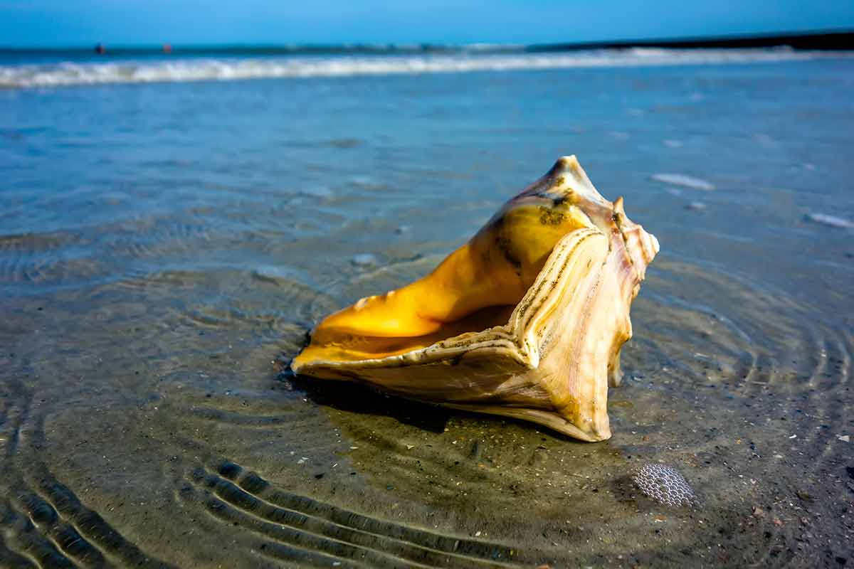 best beaches south carolina sea shell on the beach