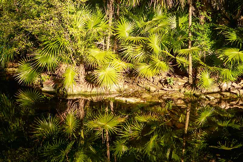 best cenotes in mexico palms beside the water