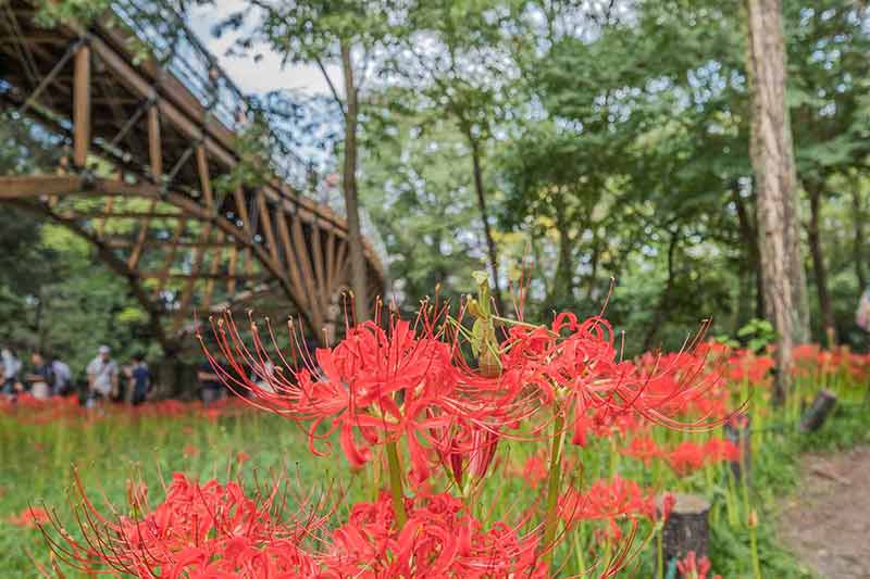 best day trips from tokyo red spider lilies