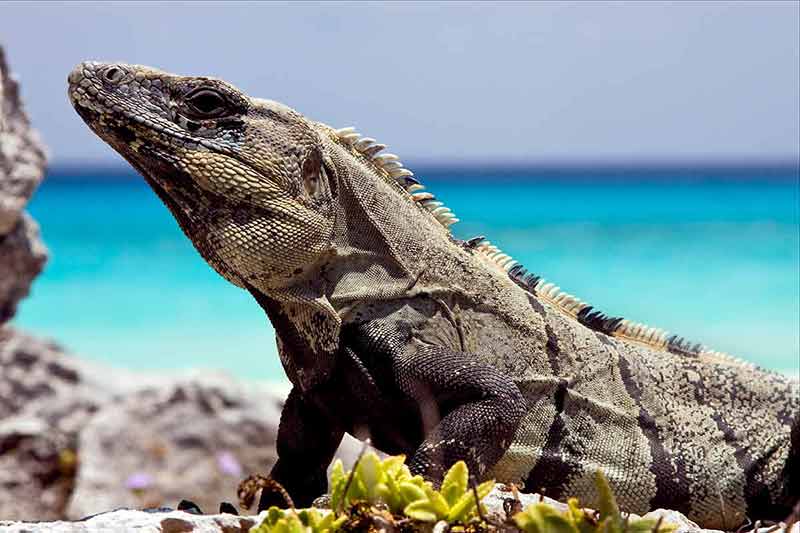 best day trips to tulum from cancun Varanus monitor lizard side view with blurred ocean in the background