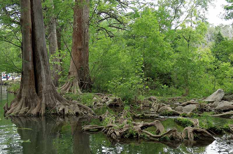 best hot springs in texas Krause Springs tree roots