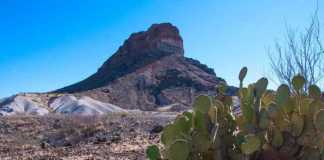 best national parks in texas Beavertail prickly pear stone rocks in the mountain