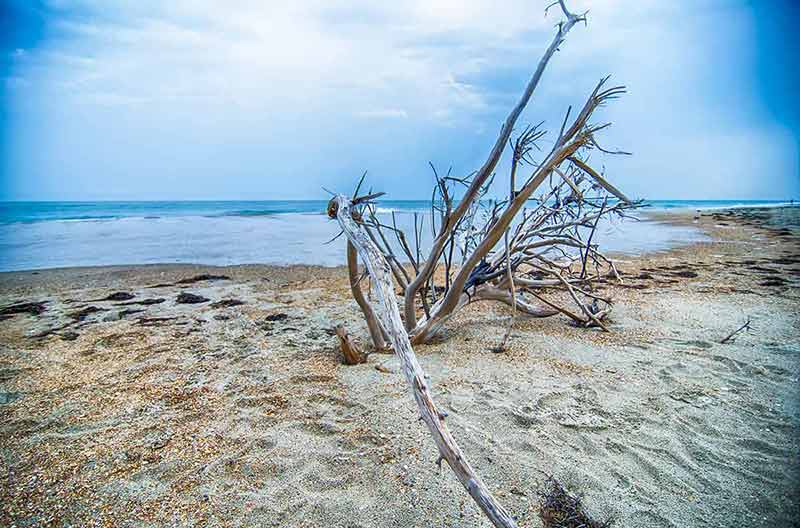 best north carolina beaches dead tree on the sand
