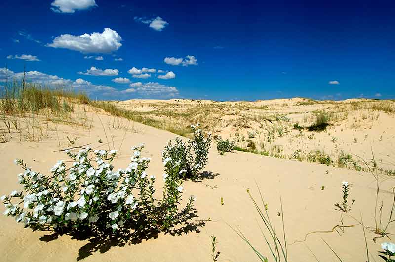 white flowers and shrubs growing in the sand