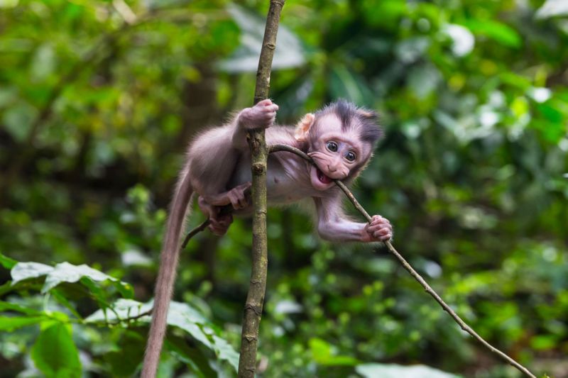 Monkey in the forest in Bali