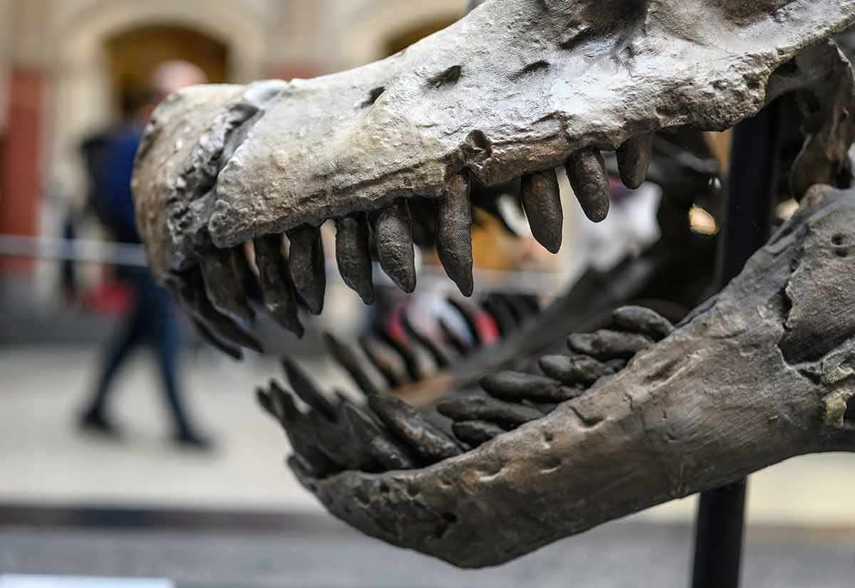 Fossils Jaws And Skull Of Prehistoric Dinosaur