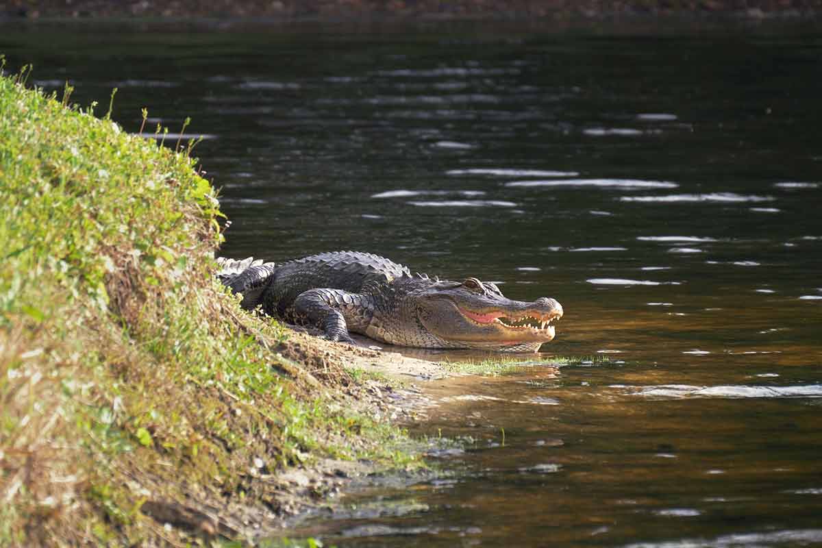 Alligator Laying Near A Pond