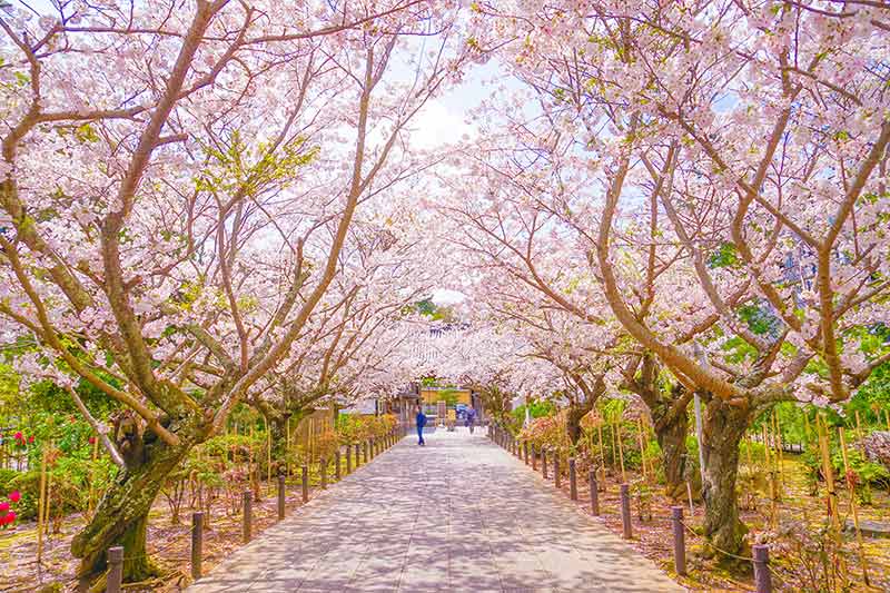 Cherry Tunnel In Full Bloom