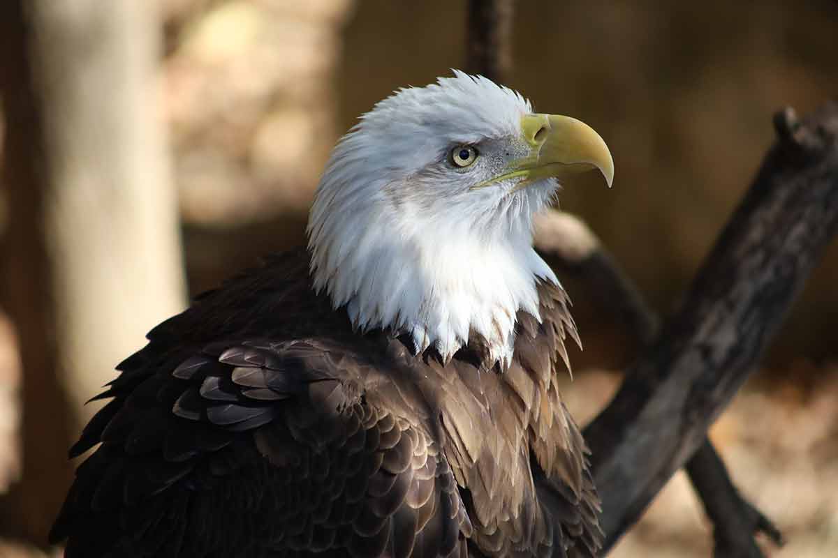 Up Close Wildlife Bald Eagle