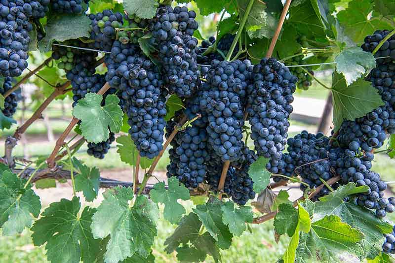 Bunches Of Purple Grapes On The Vine In Solvang, California