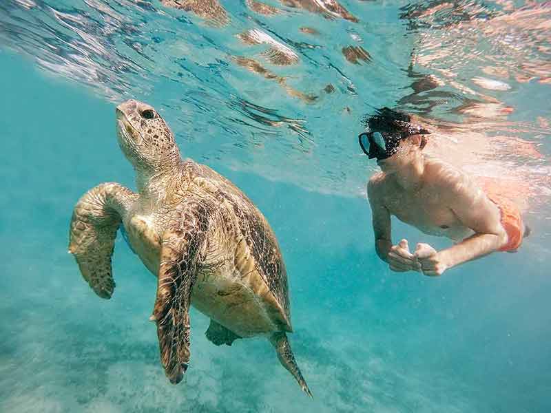 best time of the year to visit egypt to snorkel with turtles in summer