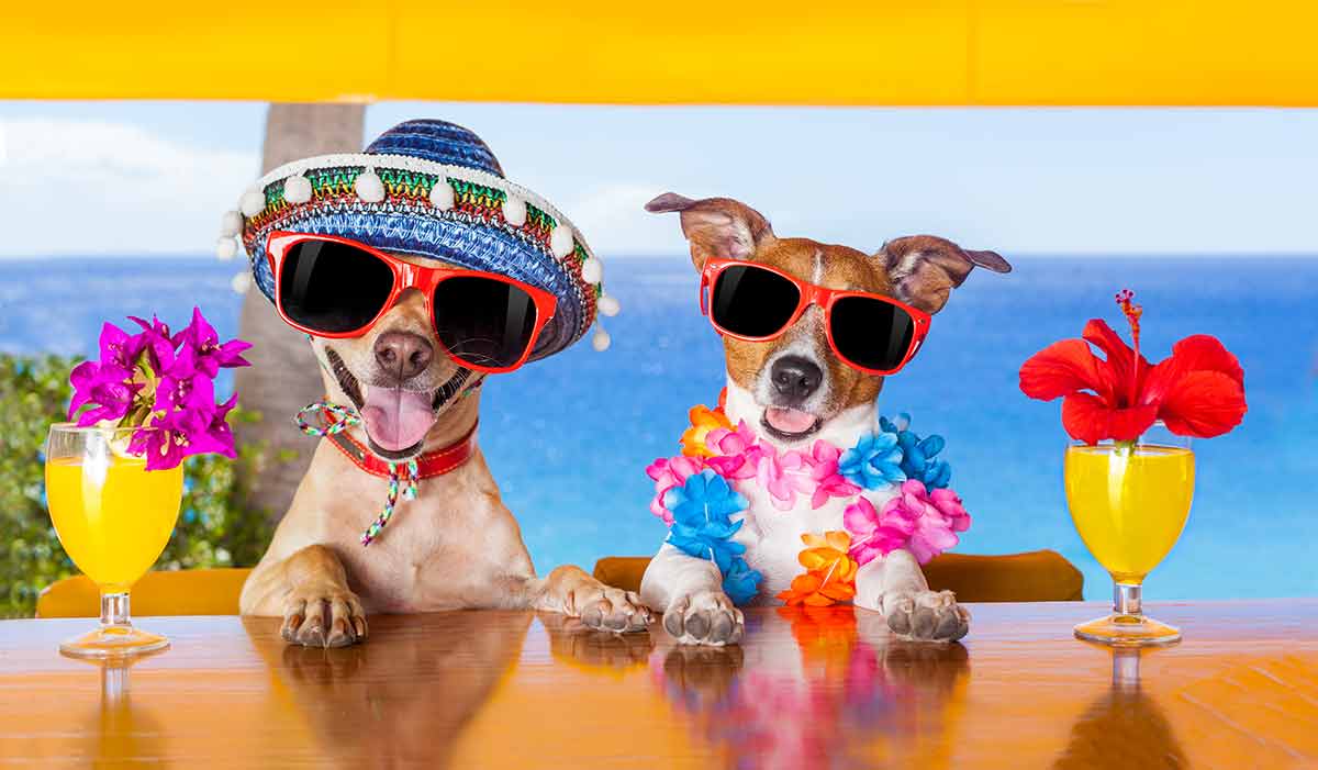 best time of year to visit Mexico two dogs wearing sombrero, sunglasses and drinking cocktails