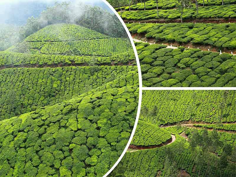 best time to visit India collage of tea plantations in Munnar