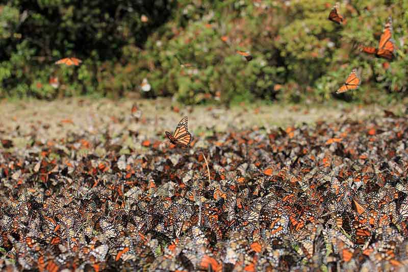 best time to visit Mexico for Monarch Butterflies Michoacan