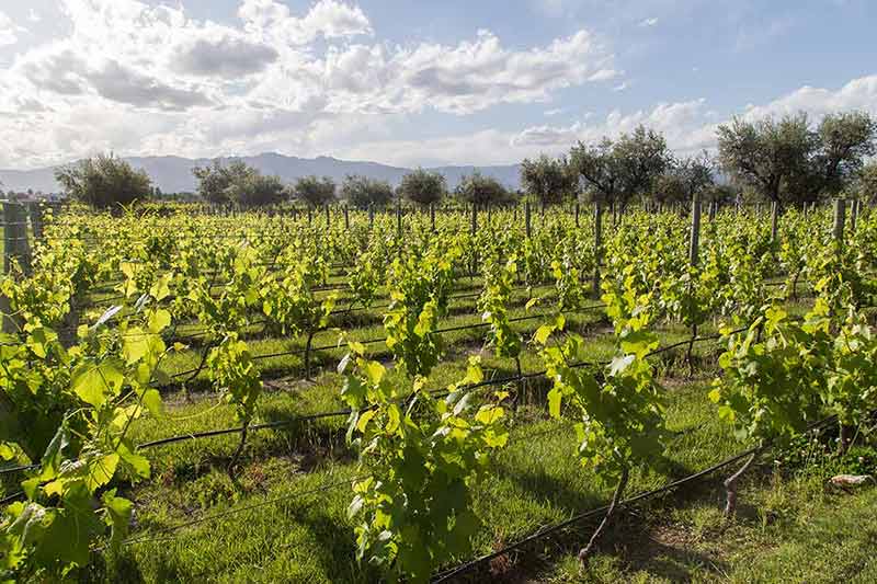 best time to visit argentina wine country green vineyard