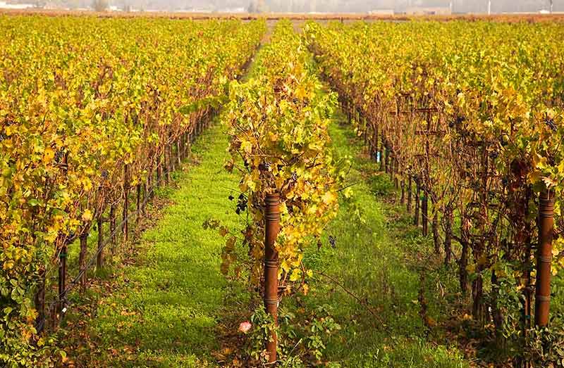 best time to visit california wine country fall colours in a vineyard