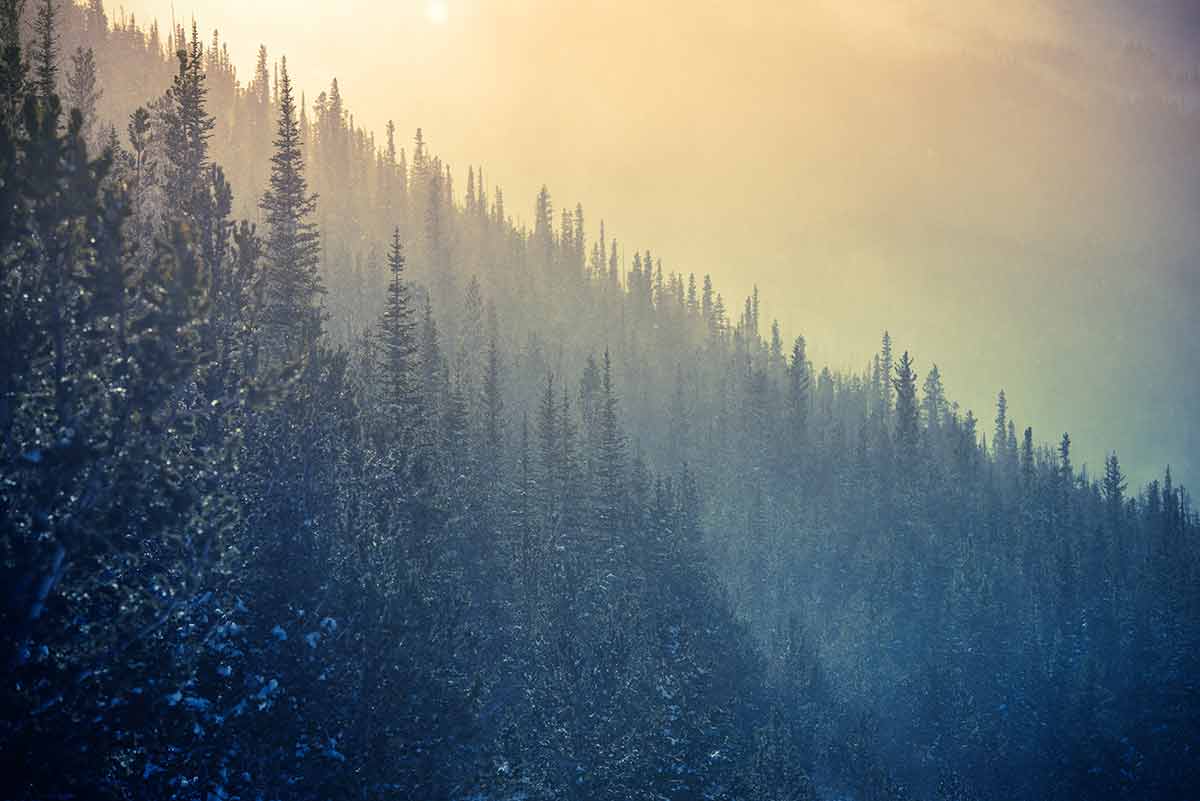 best time to visit colorado in winter misty pine trees