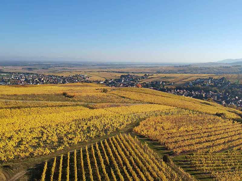 best time to visit france wine country An image of a view over a vineyard at Alsace France in autumn light