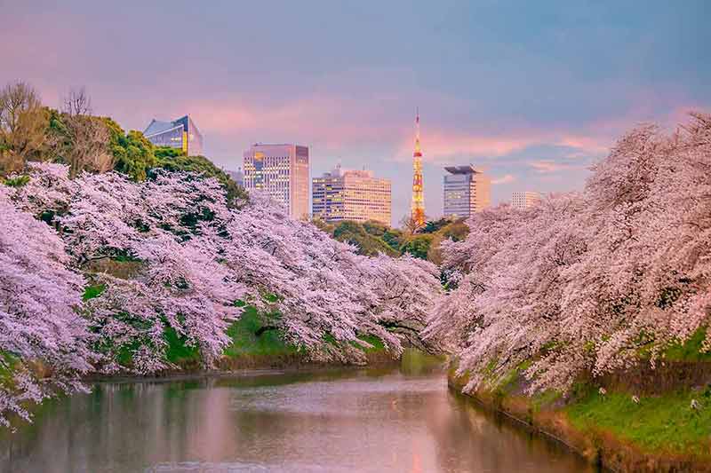 best time to visit japan for cherry blossom Chidorigafuchi park