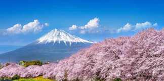 best time to visit japan for cherry blossoms mount fuji