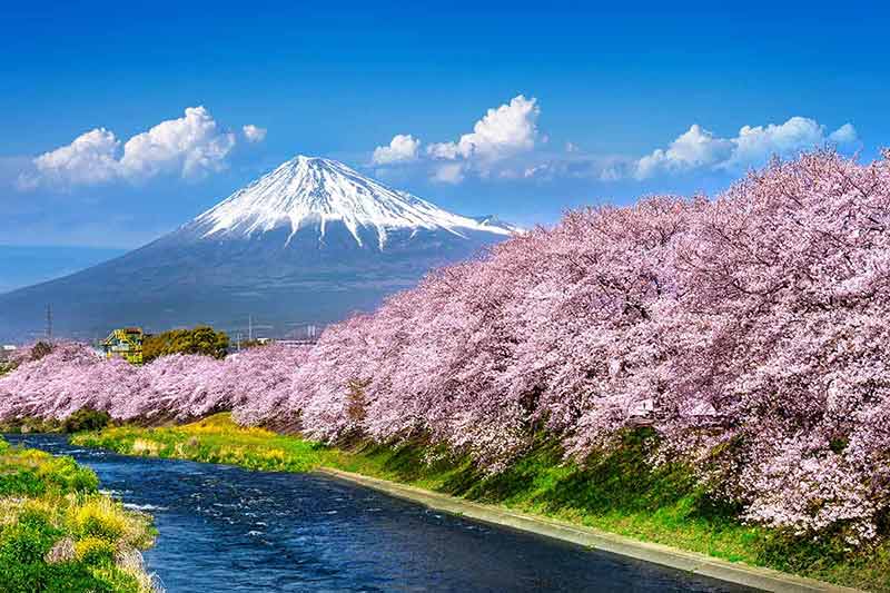 best time to visit japan for cherry blossoms mount fuji