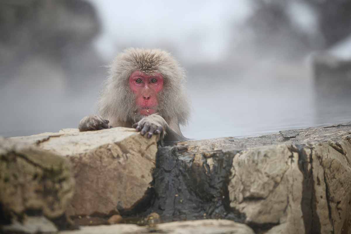 best time to visit japan weather wise snow monkey in nagano