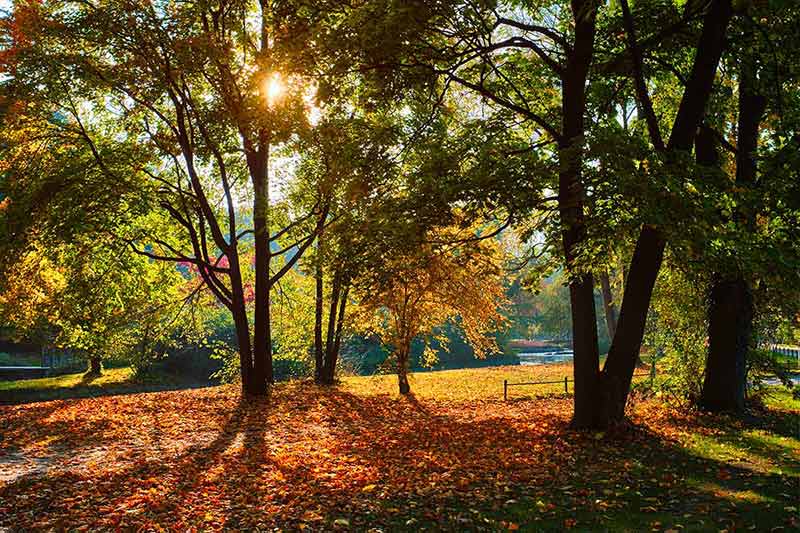 best time to visit munich germany English garden with fallen leaves and golden sunlight.