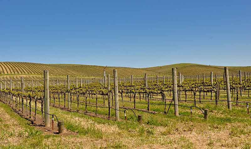 best time to visit napa California vines in spring