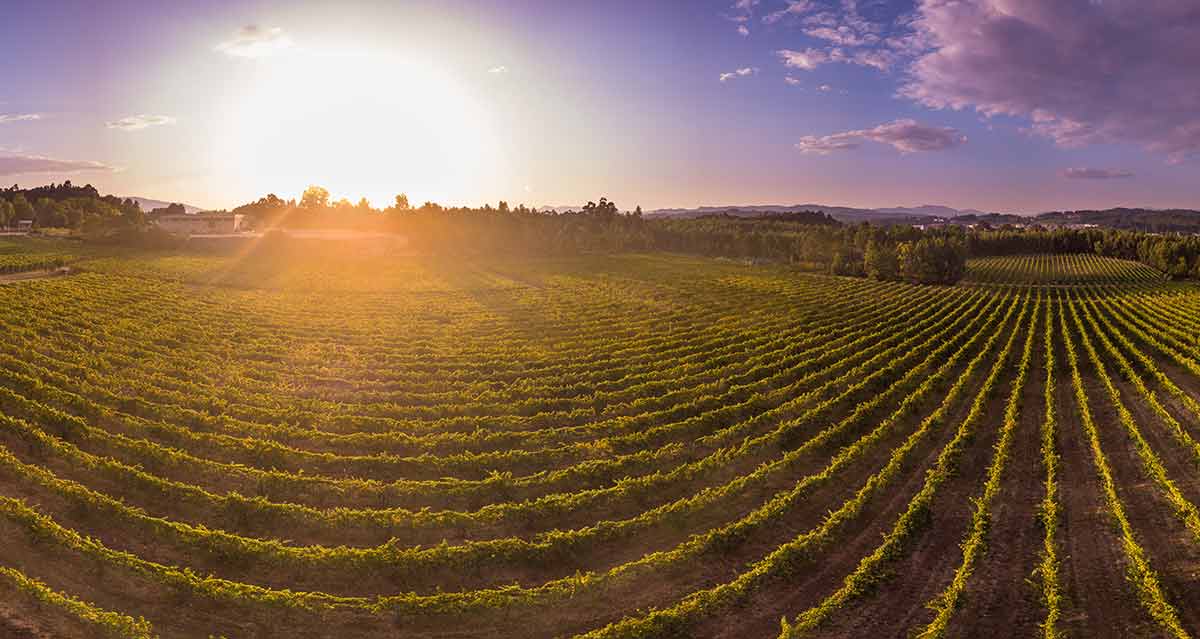 best time to visit portugal weather Aerial view of a green vineyard in Portugal at sunset.