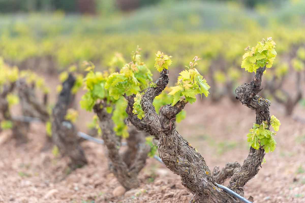 best time to visit spain vineyard in the La Rioja
