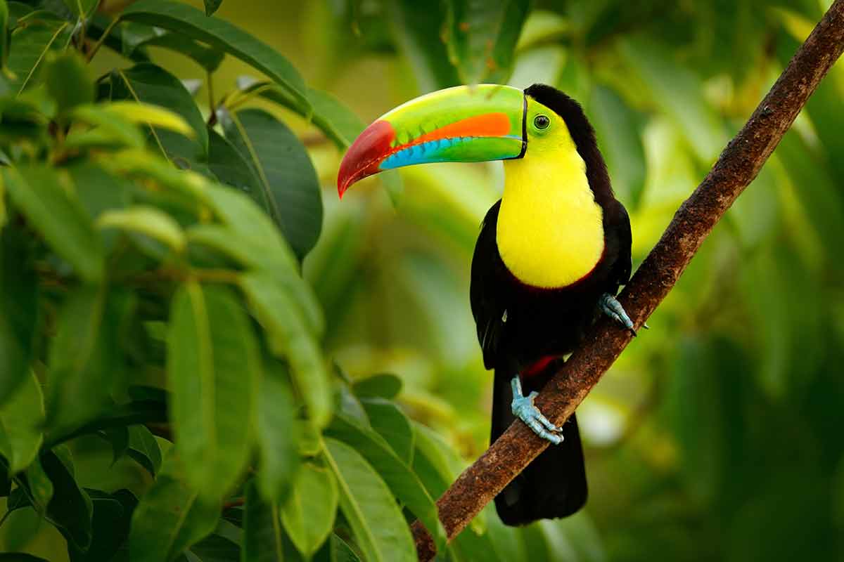 colourful toucan in costa rica